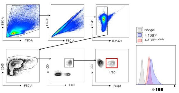 4-1BB 유전자적중마우스에서 면역세포를 FACS로 분리하여 4-1BB 발현 확인함