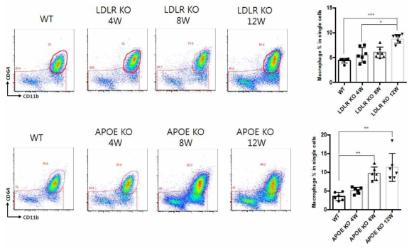 고지질 급이 주령에 따른 Lymphocytes의 변화 양상