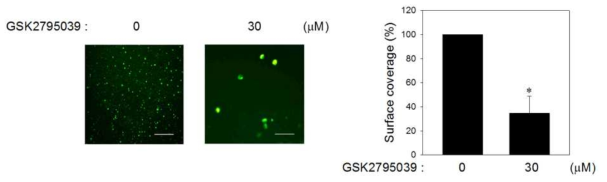 GSK2795039가 collagen에 대한 혈소판의 부착능을 억제함