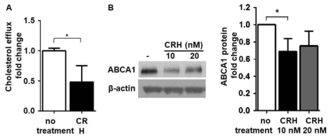 CRH에 의한 대식세포의 ABCA-1 감소와 cholesterol efflux의 감소