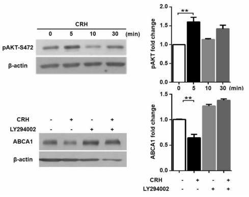 CRH에 의한 대식세포의 Akt 인산화 증가와 이를 통한 ABCA-1의 감소
