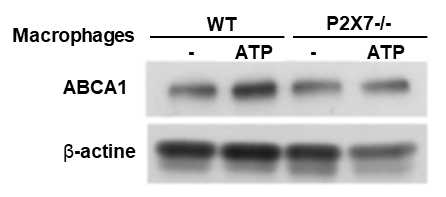 대식세포에서 P2X7 수용체를 통한 ATP 신호 전달과 이를 통한 ABCA1의 증가