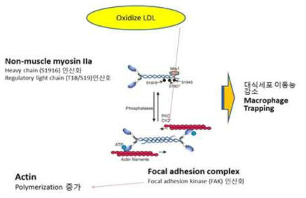 oxidized LDL에 의한 대식세포 골격단백질의 변화