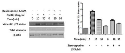 staurosporine으로 PKC-alpha 활성화를 막고 oxLDL 50 mg/ml을 처리하는 경우 vimentin (Ser72) 인산화가 억제됨