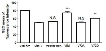 vimentin phospho-mimetic을 발현시킨 대식세포의 oxLDL 섭취능 비교