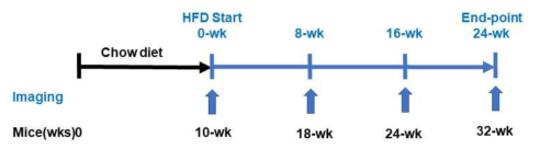고지질 사료(HFD) 급이와 분자 영상촬영 계획도