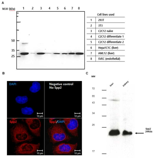 마우스 Spp2 항체의 제작과 검증. (A) 마우스 및 human 조직/세포주에서 Spp2 항체를 이용한 western blot, (B) human Hela 세포에서의 Spp2 항체를 이용한 면역염색, (C) 5주령 마우스 조직에서 western blot에 의한 protein G purified Spp2 항체의 검증