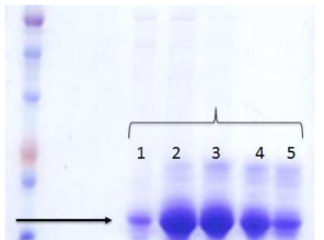 Ni-NTA IMAC을 통한 고순도 SPP2 단백질의 정제(1-5 분획)
