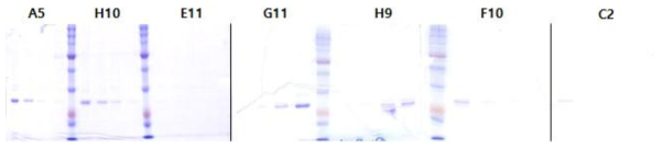 정제된 항 SPP2 scFv 클론들(A5, H10, E11, G11, H9, F10, C2)의 1-4번 분획