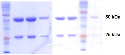 항 SPP2 항체 G11(좌)과 C2(우)를 IgG 형태로 발현, 정제하여 SDS-PAGE 분석