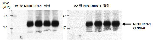 토끼 1(좌), 2(우)의 최종 면역 후 혈청을 사용하여 human 293T 세포 lysate에서 human NINJURIN-1을 검출하는 western blot