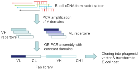 토끼 Fab 라이브러리 제작 방식. 토끼 비장의 RNA에서 oligo (dT) 이용하여 cDNA를 합성하고, 여기서 항체 유전자를 PCR로 증폭하여 Fab로 조립한 후 파지미드 벡터에 클로닝함