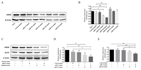 eNOS protein in hCAECs transfected with miR mimics. (A, B) 각 microRNA는 eNOS의 발현을 억제 하였고, 특히 miR-92a, miR-126은 유의미하게 eNOS 억제효과 보여줌, (C, D) eNOS는 miR-17과 miR-92a가 모두 증가 하였을 때 더 억제됨, (C, E) KLF2도 eNOS와 같은 경향 보임