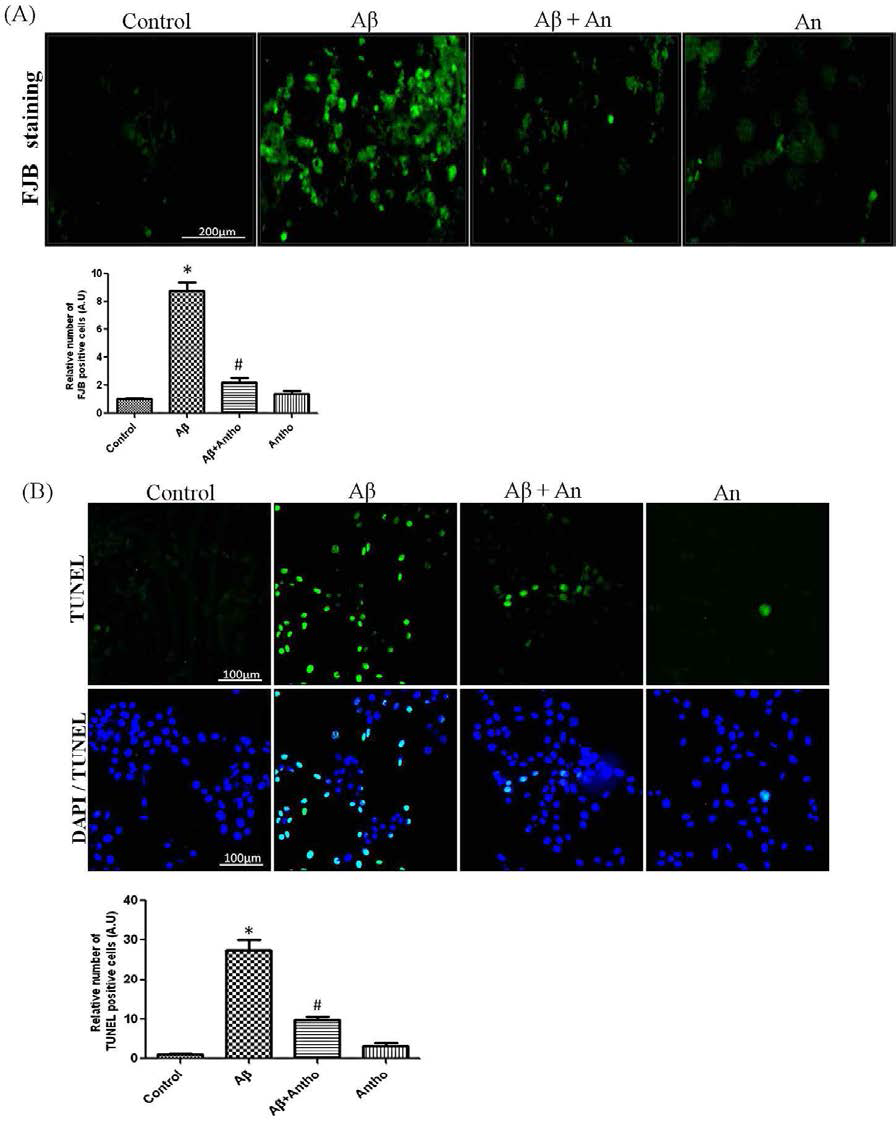 HT 22 세포주에서 Aβ1–42 에 의해 유발된 neuronal damage에 대한 안토시아닌(0.2mg/kg)의 효과. (A) Representative confocal micrographs of FJB staining을 통한 confocal 결과는 모든 실험군에서 퇴행하는 신경세포 수의 변화를 나타냄.(magnification 40× objective field, scale bar = 200 μm) showed a variable number of degenerative neurons in all experimental groups. (B) TUNEL과 DAPI로 염색된 현미경 사진들은 (magnification 10× objective field, scale bar = 100 μm) Aβ처리군에서 apoptotic neurons의 수가 많고, Aβ와 안토시아닌을 동시에 처리한 군은 상대적으로 apoptotic neurons의 수가 적음을 보여줌. Data are the mean value (±SEM) for three independent experiments (n = 3). Symbol * shows significant difference (*p < 0.05) from control group, while symbol # represents significant difference (#p < 0.05) from Aβ1–42 treated group