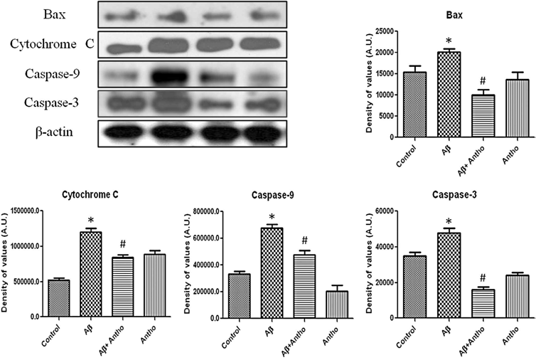 rat 해마에서 Aβ1–42 에 의해 유발된 apoptotic neurodegeneration에 대한 안토시아닌의 효과. 성숙 rat 해마에서 Bax, cytochrome C, caspase-9, caspase-3 항체를 이용한 Western blot 결과. protein band들은 sigma gel software로 정량화 됨. The density values are expressed in arbitrary units as the mean for the indicated proteins (n = 5 animals per group). Symbol * showed significant difference (*p < 0.05) from control group, while symbol # represents significant difference (#p < 0.05) from Aβ1–42 treated group