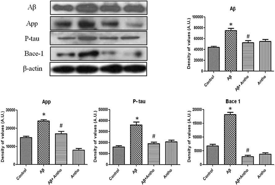 Aβ1–42 에 의해 유도된 Alzheimer marker들에 대한 안토시아닌의 효과. 성체 rat 해마에서 Aβ, APP, P-tau and BACE-1 항체를 이용한 western blot 결과. 안토시아닌 장기투여는 알츠하이머를 완화시킴