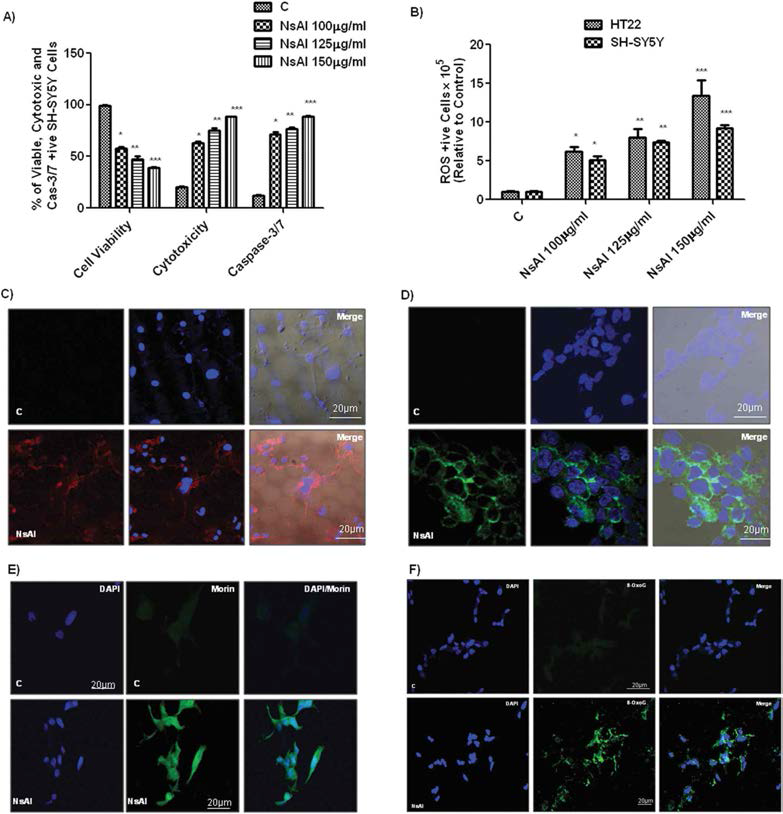 in vitro에서 nano-alumina의 세포 섭식과 독성 효과. (A) SH-SY5Y cell에서의 cell viability, cytotoxicity, caspase-3/7 activation. (B) nano-alumina 처리 후,SH-SY5Y와 HT22 cell에서의 ROS 정량화. 96-well plates에서 배양된 후 정해진 시간동안 nano alumina가 처리됨. Materials and methods section에 기재된 대로 ApoTox-GloTM Triplex와 ROS detection assays가 수행됨. (C and D) mouse bEnd3와 human neuroblastoma SH-SY5Y cell에서 uptake experiment가 수행됨. (C) mouse bEnd3 cells 에 rhodamine 123-conjugated nano-alumina (red)을 처리한 cell과 처리하지 않은 cell. (D) in human neuroblastoma SH-SY5Y cells에 coumarin-6-conjugated nano-alumina (green)을 24시간 동안 처리한 cell과 처리하지 않은 cell. (E) Morin (green), DAPI (blue) (F) 8-OxoG (green), DAPI (blue) staining HT22 cells 에 nano-alumina를 12시간 노출 후 staining