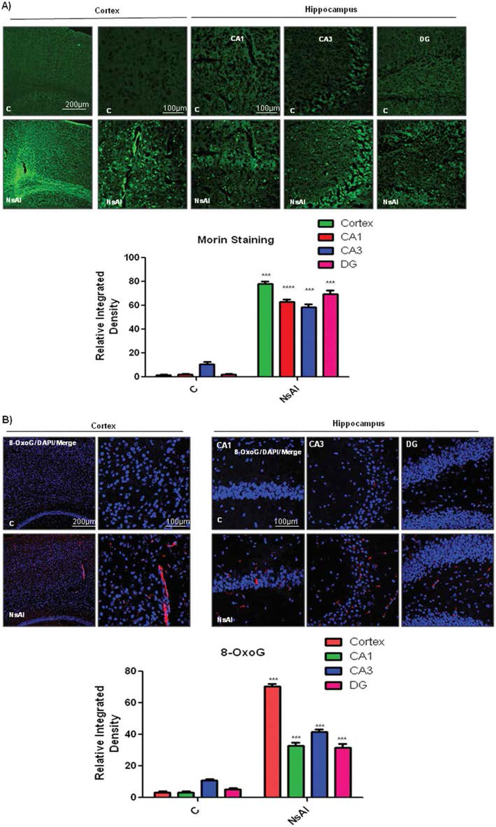 ICR female mice 뇌에서 Nano-alumina가 유발한 aluminium abundance과 산화스트레스. ICR 암컷 mice에 nano-alumina투여 후, 해마와 피질부에서 (A) Morin (green), (B) 8-OxoG (red), DAPI (blue) 염색으로 나타난 그림. nano-alumina 처리 mice에서 green fluorescence (Morin staining)와 red fluorescence (8-oxoG staining)을 보여주고, 비처리 mice에서는 대부분의 signal이 보이지 않음.Significant differences were determined using one-way analysis of variance (ANOVA) followed by Student’s t-test. Significance = ***P < 0.001