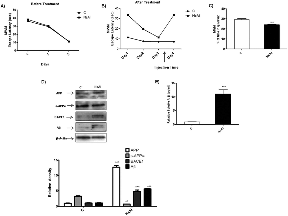 마우스 뇌에서 Nano-alumina behaviour를 저해시키고 독성 Aβ 생산을 유도함. Nano-alumina 처리시 공간 기억에 대한 독성효과를 확인하기 위해, ICR female mice로 Morris water maze (MWM) test 가 수행되었다. 탈출 지연시간 (A) 처리 전 (B) MWM test 훈련기간동안 처리 후. 화살표는 처리 횟수를 나타냄. (C) The time spent in the target quadrant during the MWM probe test (platform removed), percent 변화를 나타냄. Data represent the mean ± SEM (n = 5 per group). (D) immunoblot을 통해 처리 비처리 ICR brain homogenates에서의 APP, sAPP-α, BACE1, Aβ 상대적인 밀집도를 나타냄. Mice는 nano-alumina롤 3주간처리 후 뇌 적출. Sigma Gel software was used for the quantification of the protein bands. β-Actin was used as a loading control. The density values are expressed in arbitrary units (A.U) as the means ± SEM for the respective indicated proteins (n = 5 mice per group). (E) The ELISA assay result histogram of soluble Aβ1–42 (pg ml−1) in the brain homogenates of 10 week-old nano-alumina treated and untreated ICR female mice. Significance: **, ***P < 0.01, 0.001