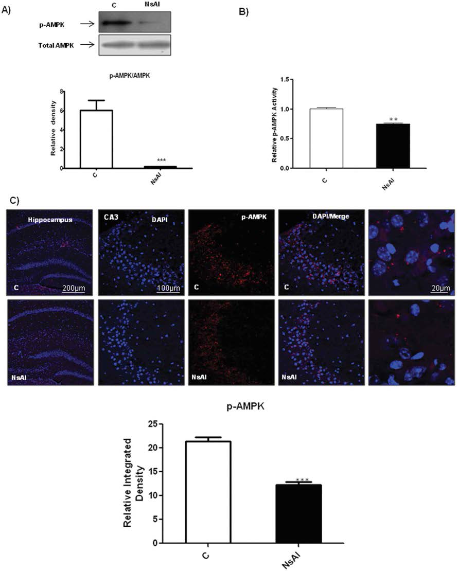 Nano-alumina이 female mice brain에서 AMPK 활성을 낮춤. (A) p-AMPK 와 전체 AMPK 발현을 보여줌. (B) nano-alumina 처리, 비처리 mice에서의 AMPK 활성. 처리/비처리 ICR brain homogenate에서 (C) p-AMPK (red), DAPI (blue)의 Immunofluorescence image와 통합된 밀도 그림. Details are given in the Material and methods section. Significance: **, ***P < 0.01, 0.001