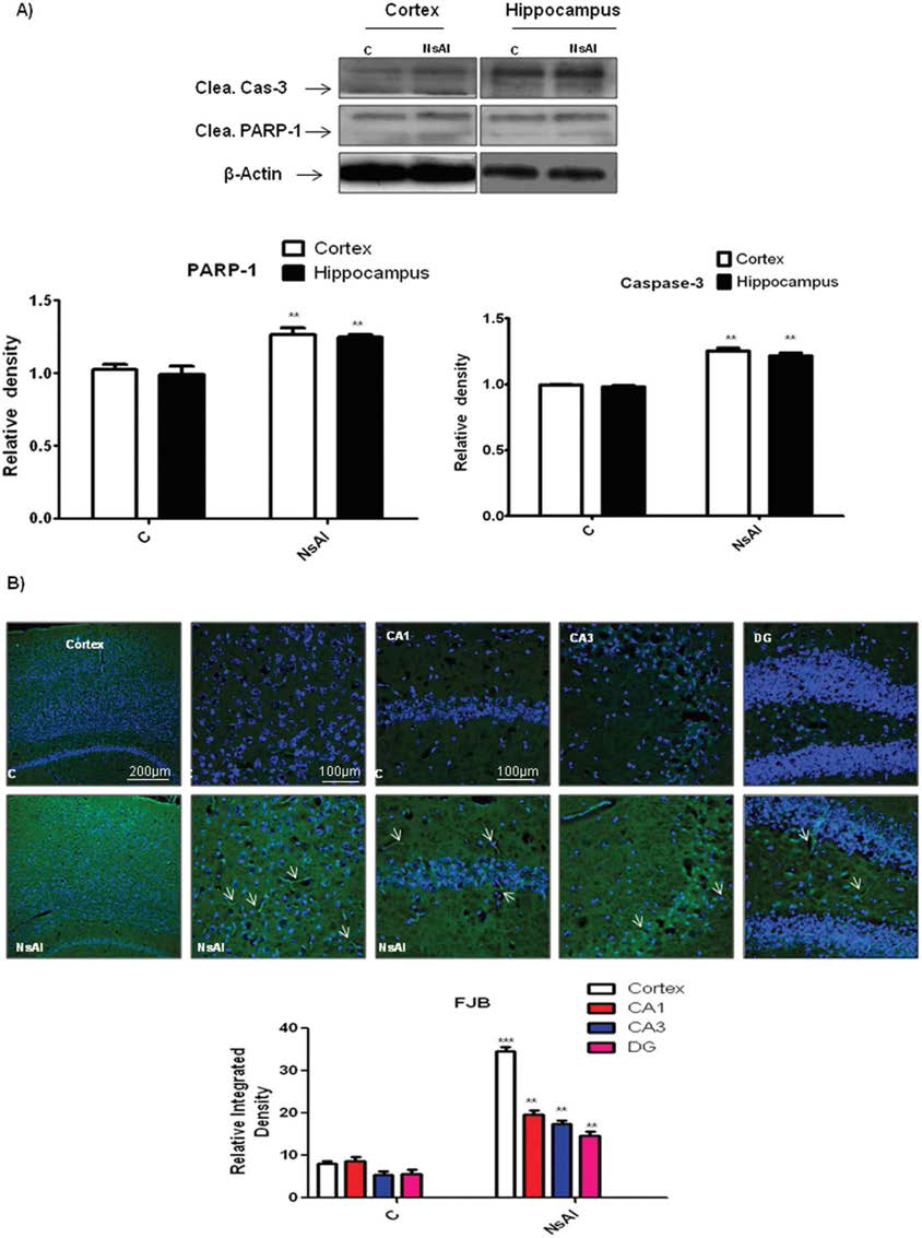 마우스 brain에서 Nano-alumina이 다른 apoptotic marker들의 발현을 증가시키고 neurodegeneration를 유발. (A) nano-alumina 처리 mice와 control mice에서 apoptotic marker들 (cleaved caspase-3, cleaved PARP-1) (B) green colour Fluoro Jade B (FJB) positive neuronal cell을 나타냄. nano-alumina에 노출된 ICR female mice의 해마 CA1, CA3, DG 부위에서 DAPI (blue)로 counterstain된 그림. (n = 5 animals per group). Significance = **, ***P < 0.01, 0.001