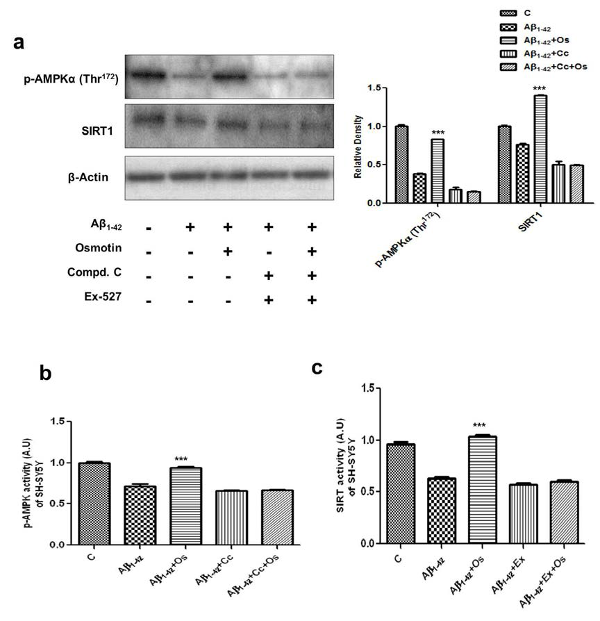 (a)는 SH-SY5Y cell lysates에서 Aβ1–42 (5 μM), osmotin (Os; 0.2 μM), compound C (C; 20 μM)와 EX527 (80 μM)를 24시간 처리하였을 때 p-AMPK와 SIRT1의 Western blot 분석 결과. (b)와 (c)는 (a)의 결과를 histogram 표시