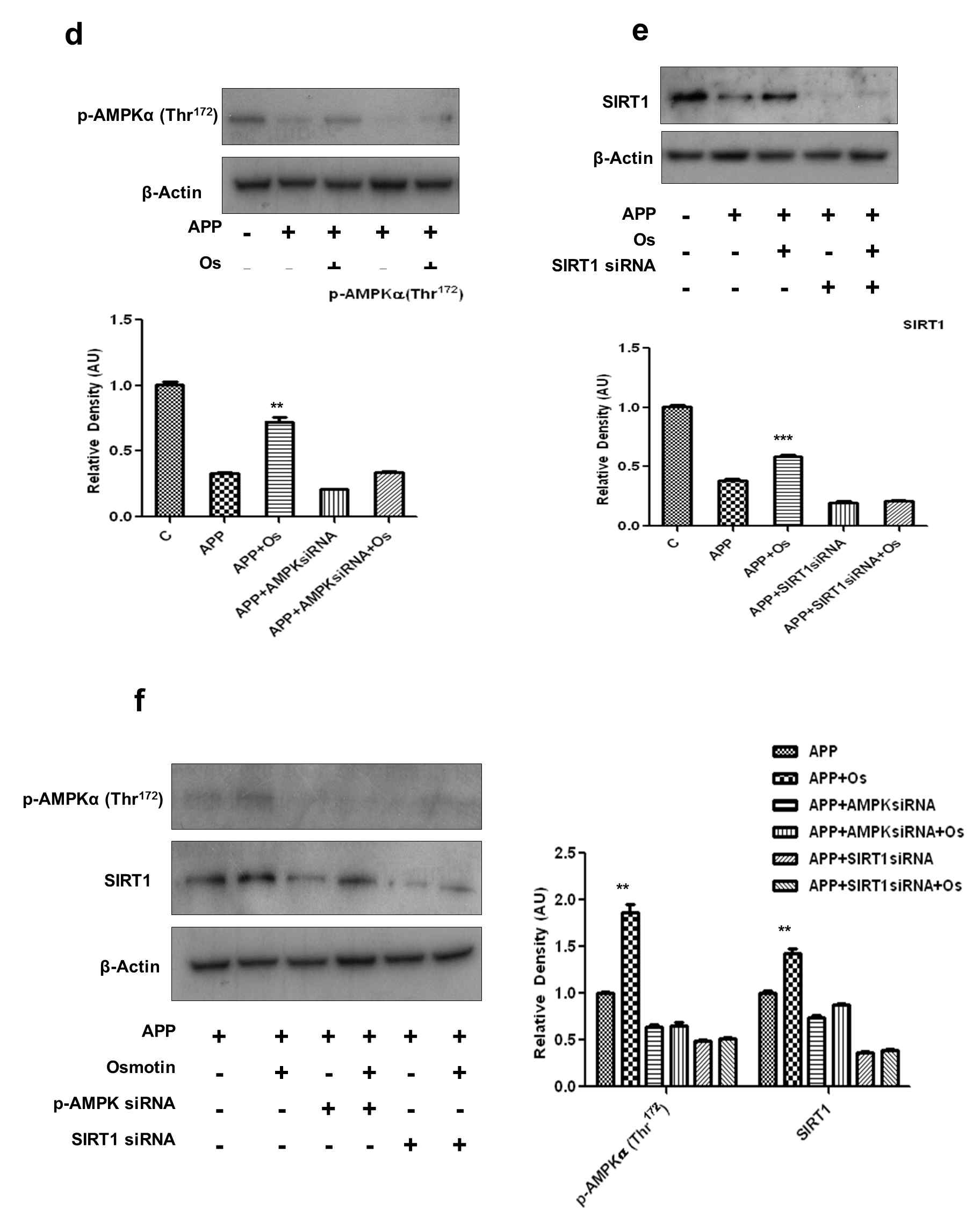 (d-f)는 각각 SH-SY5Y cell에 72시간 동안 APPswe/Ind를 transfection 시킨 후, siRNA를 이용하여 48시간 동안 AMPK와 SIRT1을 silence 시킨 후, 오스모틴(0.2 μM)을 처리하였을 때 p-AMPK와 SIRT1의 양을 증가시킴