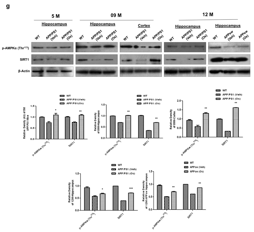 (g)는 5, 9, 12개월령의 야생형(WT) APP/PS1 마우스, amyloid precursor protein/presenilin 1(APP/PS1) 마우스와 APP/SW 마우스에 생리식염수를 처리한 실험군과 오스모틴을 처리한 실험군에서 해마를 추출하여 p-AMPK와 SIRT1의 Western blot 분석 결과. 오스모틴을 처리한 실험군에서 p-AMPK와 SIRT1의 양이 현저히 증가하였음