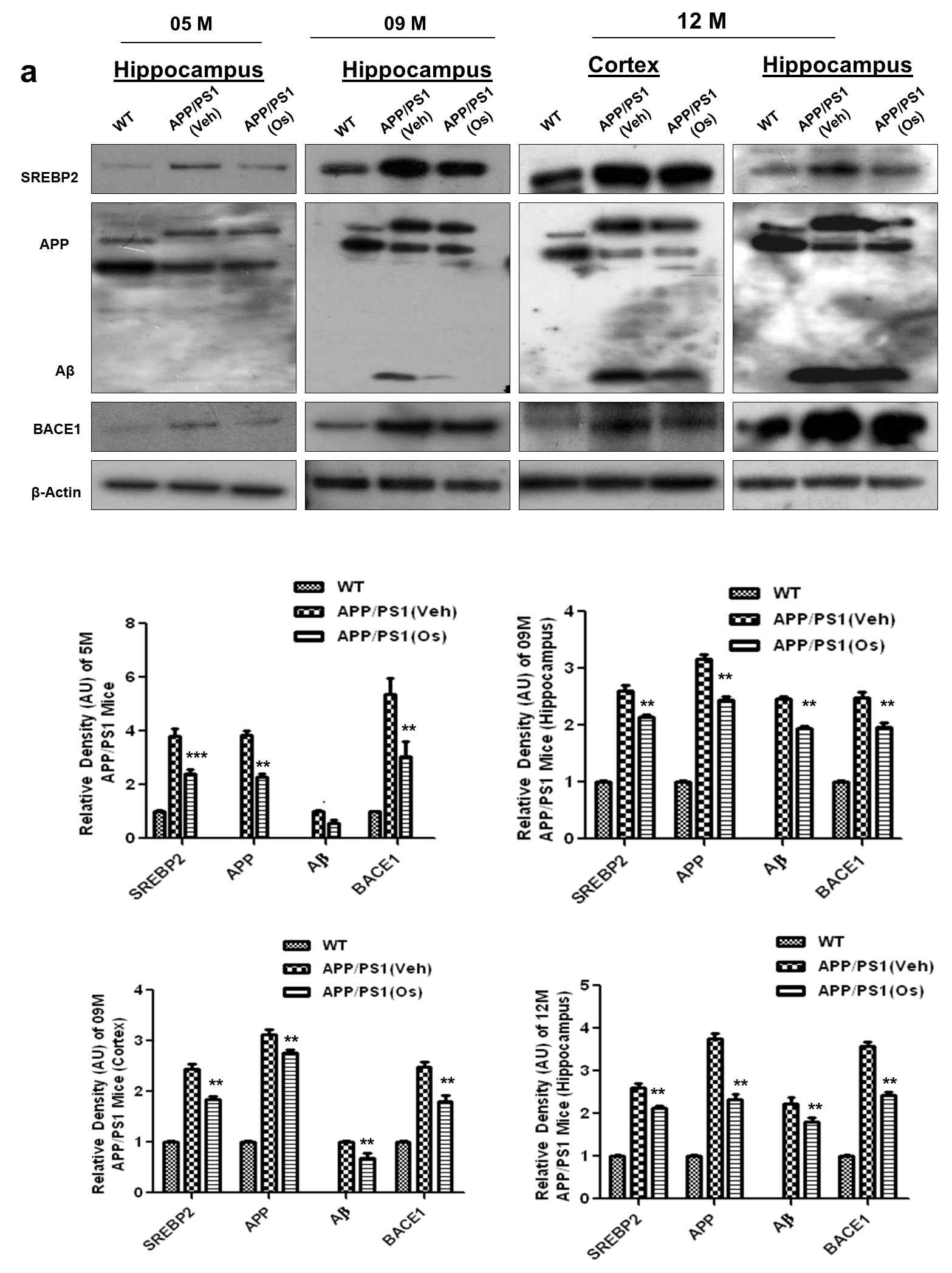 (a)는 5. 9, 12개월령의 야생형(WT) 마우스와 APP/PS1 마우스에 생리식염수를 처리한 실험군과 오스모틴을 단기간 처리한 실험군에서 해마와 피질을 추출하여 SREBP2, BACE1, APP, amyloid-β (Aβ)의 Western blot 분석한 결과, 오스모틴이 SREBP2, BACE1, APP, amyloid-β (Aβ)의 발현량을 현저히 줄임