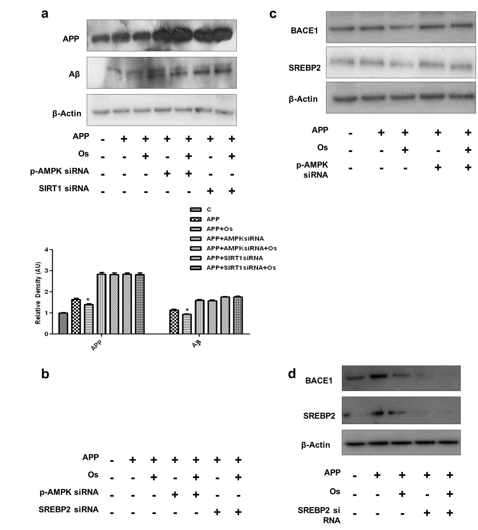 APPswe/ind transfection된 SH-SY5Y cell에 siRNA를 이용하여 AMPK와 SIRT1, SREBP2를 silencing 시켜 (a) amyloid precursor protein(APP)와 Aβ, (b) APP (c, d) BACE1과 SREBP2 발현을 Western blot 분석한 결과