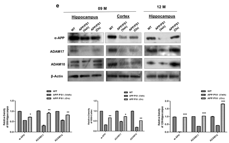 (e) 9개월령의 APP/PS1 mice brian에서 오스모틴 처리군과 비처리군을 비교하였을 때, 오스모틴 처리군에서 sAPP-α, ADAM10, ADAM17 단백질 발현이 증가되었음