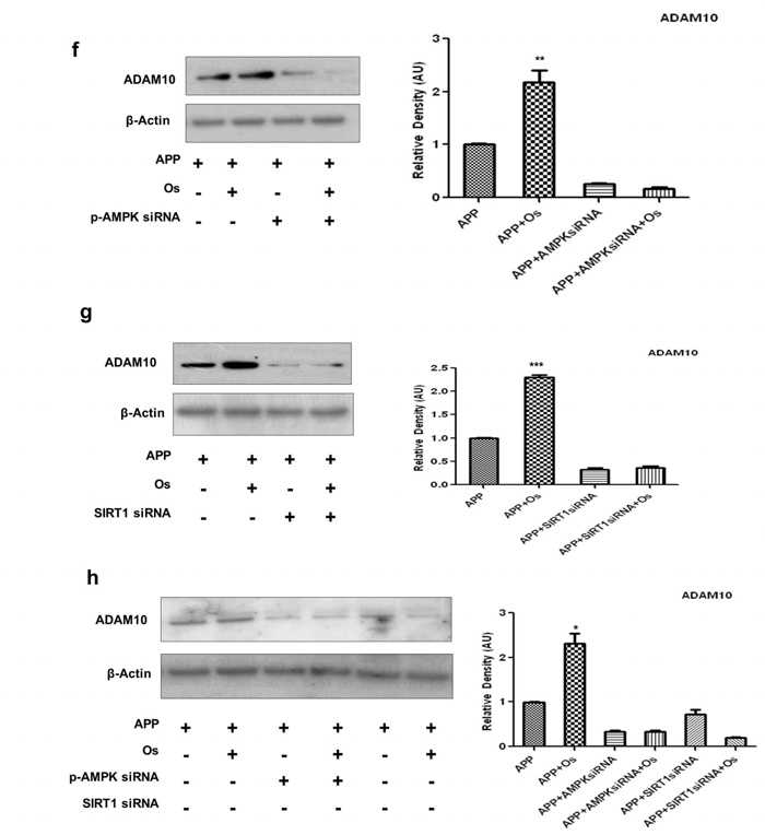 (f-h)는APPswe/ind transfection된 SH-SY5Y cell에 siRNA를 이용하여 AMPK와 SIRT1을 silencing시켜 ADAM10의 단백질 발현량을 Western blot으로 확인한 결과