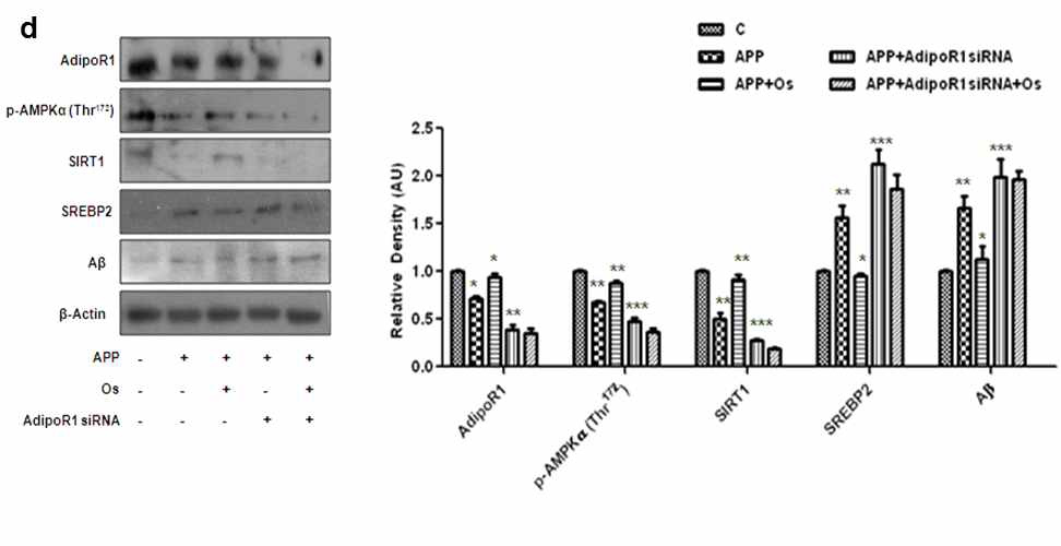 (d) Wild type과 APPswe/ind plasmid와 AdipoR1 siRNA가 transfection된 SH-SY5Y cell에 오스모틴을 24시간 동안 처리한 실험군과 처리하지 않은 실험군에서 AdipoR1, p-AMPK, SIRT1, SREBP2 발현 수준을 Western blot으로 확인한 결과이다. 오스모틴이 p-AMPK와 SIRT1의 발현을 증가시키는 것이 AdipoR1에 의존적으로 일어난 다는 것을 밝힌 결과
