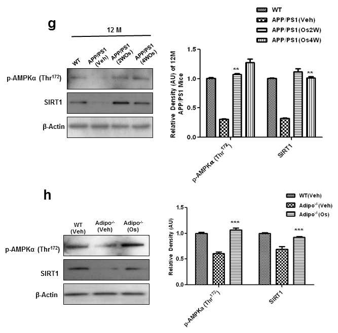 (g,h) 12개월된 APP/PS1 mice와 Adiponectin 결핍 파우스에 오스모틴을 투여했을 때 AMPK activation과 SIRT1의 발현을 현저하게 증가시킨다는 것을 확인한 결과이다. (g) 오스모틴의 투여기간을 2주와 4주로 나눠서 처리했을 때도 동일한 효과가 나타날 수 있다는 것과 (h) Adiponectin이 결핍되었을 때 확현히 감소한 AMPK activation과 SIRT1의 발현을 오스모틴이 회복시킴