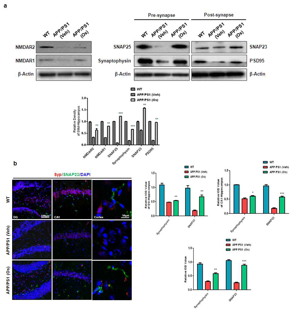 오스모틴이 치매 모델의 마우스에서 NMDAR1/R2와 시냅스 관련 단백질의 발현을 촉진시켰다. (a) 오스모틴을 처리하여, WT 마우스와 치매 모델 마우스에서 NMDAR1/2, 전시냅스마커인 SNAP25와 Synaptophysin 후시냅스마커인 SNAP23과 PSD25의 발현을 Western blot으로 확인하였다. (b) 오스모틴을 야생형 마우스와 치매 모델 마우스에 처리하여 해마 지역 (DG, CA1)과 대뇌 피질 지역에서 전시냅스마커인 SNAP23 (green, FITC-labeled), synaptophysin (red, TRITC-labeled)와 DAPI의 위치 분포를 confocal 현미경을 이용하여 확인