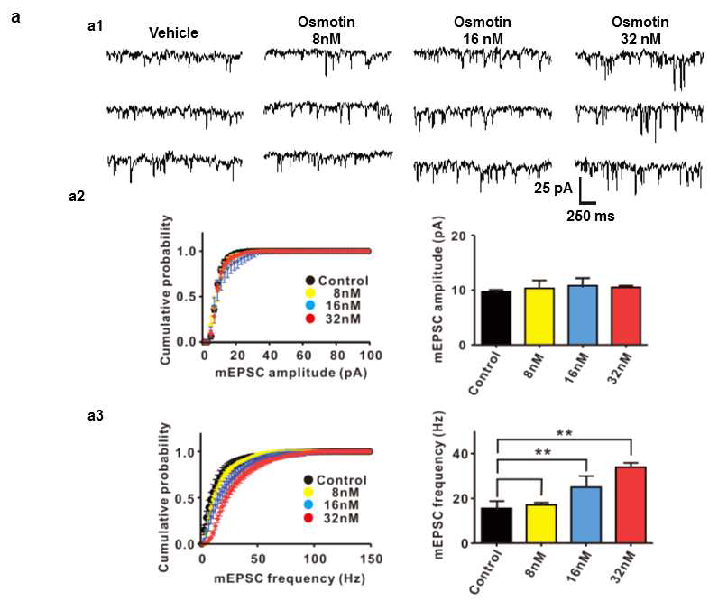 오스모틴은 시냅스를 강화하는데 영향을 미치는 것보다 시냅스의 활성을 증가시키는 효과가 있어서 알츠하이머 모델의 장기기억강화 (LTP)를 향상시켰다. (a)(a1-3) vehicle과 osmotin (8, 16 and 32nM)이 처리된 해마부위 신경세포로부터 흥분성 시냅스 후 뉴런의 활동전위를 측정(a1). 축적된 mEPSC의 진폭 (a2, 왼쪽)과 평균값 (a2, 오른쪽). 축적된 mEPSC의 빈도 (a3, 왼쪽)와 평균값 (a3, 오른쪽)