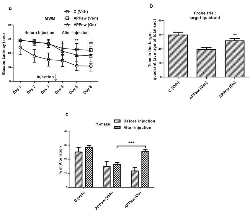 오스모틴은 APP/PS1 mice뿐만 아니라 APPsw mice (단일 돌연변이 알츠하이머 모델)에서도 인지기능에 영향을 미치는 것을 확인 할 수 있었다. (a) 인지기능 장애가 유도된 APPsw mice의 Morris water Maze test에서 플랫폼으로 얼마나 빨리 도착하는 지에 대한 실험을 하였을 때 오스모틴을 투여하기 전과 투여하고 난 후의 단기기억력에 미치는 영향과 학습기억이 월등히 향상 되었다는 것을 확인. (b) 이를 플랫폼이 놓여있는 공간에 얼마나 많은 시간동안 머물렀는지를 확인해 본 결과 오스모틴을 투여한 group이 플랫폼을 찾기 위해 공간에 많이 머무르고 있는 것을 확인할 수 있었음. (c) Y-maze로 작업기억에 대한 오스모틴의 효과를 분석하였다. 오스모틴을 투여하기 전과 투여한 이후의 작업기억 향상이 현저하게 증가하고 있다는 것을 확인함으로써, 오스모틴이 작업기억 뿐만 아니라 단기기억으로부터 장기기억을 유도할 수 있는 인지기능에 영향을 미친다는 결과
