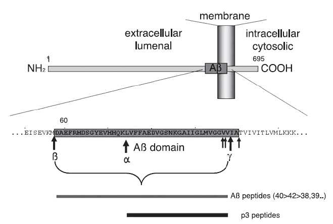 베타-아밀로이드 전구체 단백질의 단백질 가수 분해 과정