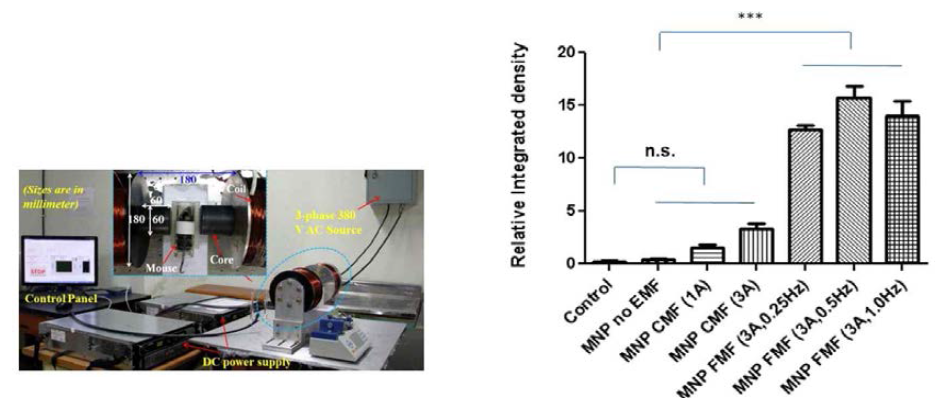 개발된 전자기 구동시스템을 이용한 생쥐 In-Vivo 실험