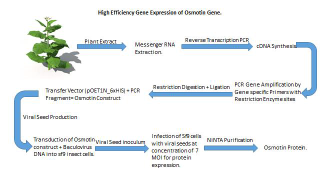 Baculovirus expression system을 이용한 오스모틴 대량 생산공정 전체적 모식도