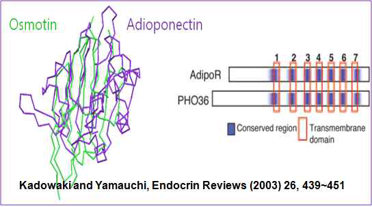 Osmotin 과 adiponectin의 구조