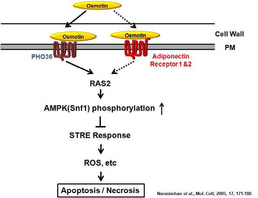 오스모틴-아디포넥틴 수용체를 통한 하류신호전달과정