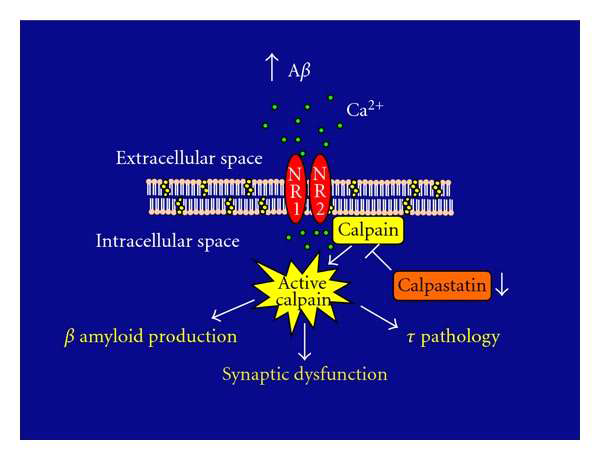 알츠하이머 치매 질환에서, 베타 아밀로이드 (Aβ)는 신경 해마세포에서 NMDA 수용체 (NR1 and NR2)를 통해 칼슘이온 (Ca2+) 의 유입을 증가시켜 calpastatin 단백질 발현을 감소됨. 이는 calpain 단백질 활성을 증가시키는 원인이 되며, 종국적으로 베타 아밀로이드의 발현 증가를 통한 노인반 형성과 과신경섬유매듭 형성 촉진을 통한 시냅스 장애가 발생.NR2)를 통해 칼슘이온 (Ca2+) 의 유입을 증가시켜 calpastatin 단백질 발현을 감소됨. 이는 calpain 단백질 활성을 증가시키는 원인이 되며, 종국적으로 베타 아밀로이드의 발현 증가를 통한 노인반 형성과 과신경섬유매듭 형성 촉진을 통한 시냅스 장애가 발생