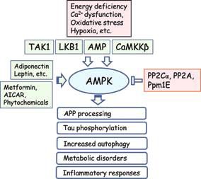 AMPK 신호전달 과정을 통한 알츠하이머 치료 가능성 모식도. (J. Neuroch. 2011)