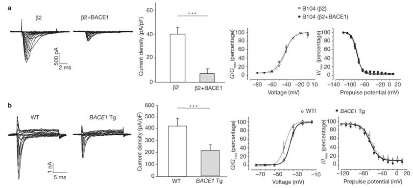 Neuroblastoma cell과 hippocampal neuron에서 BACE1 과발현에 의한 나트륨 이온통로 밀도 및 단백질 발현 감소. a. neuroblastoma cell에서 BACE1 과발현시 나트륨 전류 (b2)가 현저히 감소함 (좌측). 또한 나트륨 통로 밀도도 감소함 (중앙) b. BACE-1 형질변환 시 해마 신경세포에서 기록한 나트륨 전류가 control 생쥐에서 기록한 것에 비하여 현저히 감소함