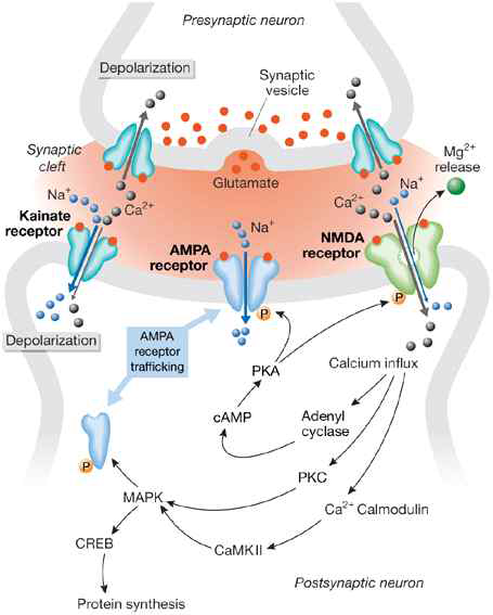 신경접합 가소성에 관여하는 ionic glutamate receptor의 역할을 나타내는 모식도. presynaptic terminal에 전달된 신호자극에 의해 유리된 glutamate가 postsynaptic ion receptor에 결합하여 신경 가소성 변화를 일으킴