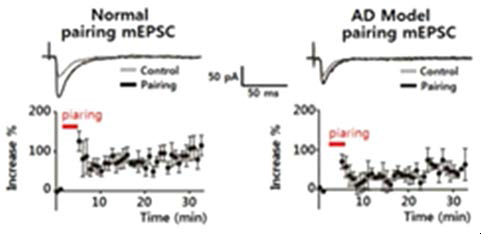 알쯔하이머 병 모델 마우스 해마절편에서 LTP가 정상에 비해 감소됨