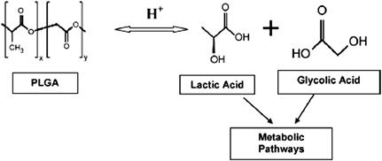 PLGA 구조 및 가수분해 과정
