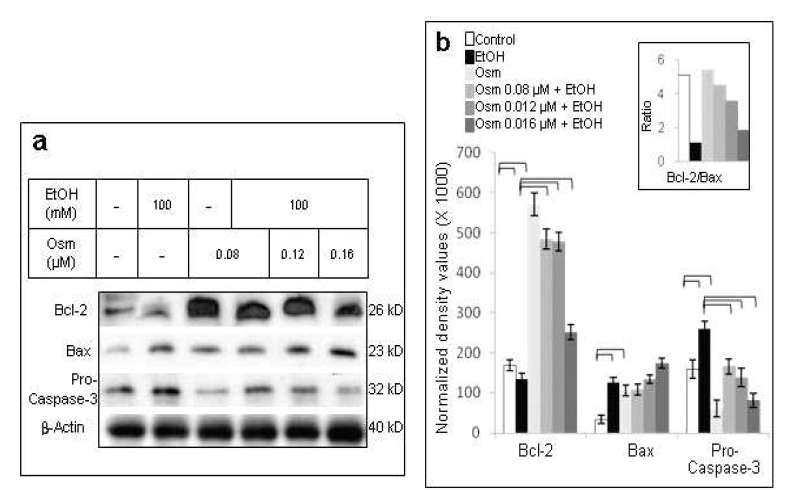 a) western blot; b) quantitative analysis. Control: untreated, EtOH: ethanol (100 mM), Osm: osmotin (0.08 μM), Osm+EtOH: osmotin (0.08uM, 0.12uM, 0.16uM) plus ethanol (100 mM)