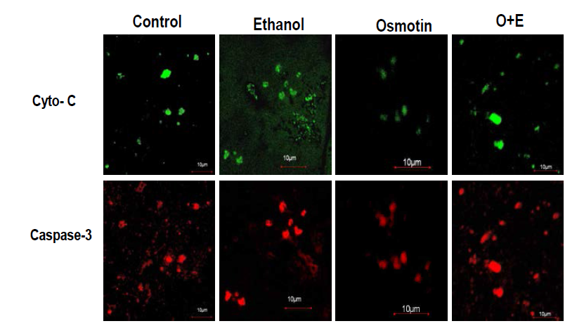 Control: untreated, EtOH: ethanol (100 mM), Osm: osmotin (0.16 µM), Osm+EtOH: osmotin(0.16 μM) plus ethanol (100 mM)